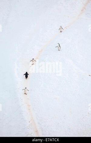 Fünf lange tailed Gentoo Pinguine klettern einen verschneiten Pfad (Pygoscelis Papua), Orne Harbour, Antarktis Stockfoto