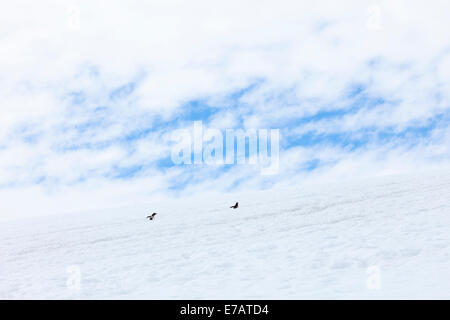 Die langschwänzigen Gentoo Penguins einen Pfad (Pygoscelis Papua), Klettern Danco Island, Antarktis Stockfoto