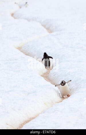 Die langschwänzigen Gentoo Penguins einen Pfad (Pygoscelis Papua), Klettern Danco Island, Antarktis Stockfoto