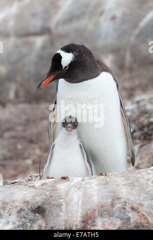 Ein Erwachsener und ein Küken langschwänzigen Gentoo Penguin (Pygoscelis Papua), Antarktis Stockfoto