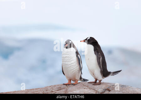 Zwei langschwänzigen Gentoo Penguins (Pygoscelis Papua), Antarktis Stockfoto