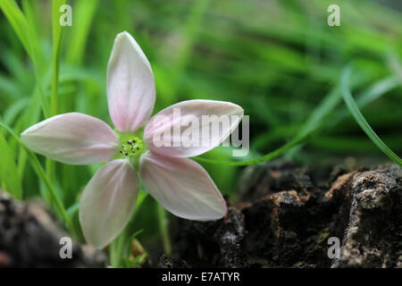 Rangoon Creeper oder Quisqualis Indica in der Natur Stockfoto