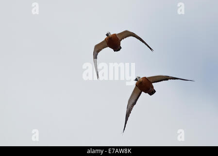 Ruddy Brandgans (Tadorna Ferruginea), Fuerteventura Stockfoto