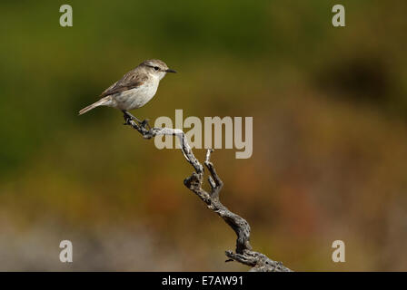 Fuerteventura Chat (Saxicola Dacotiae), Kanarischen Inseln Bush Chat, Kanarische Schwarzkehlchen, Weiblich Stockfoto