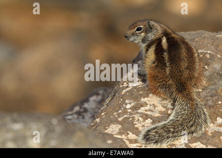 Barbary Erdhörnchen (Atlantoxerus Getulus), Fuerteventura Stockfoto