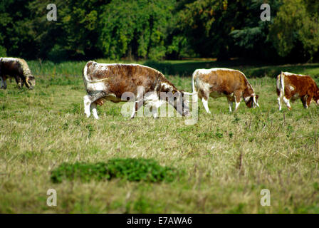 Rinderherde auf English Longhorn Stockfoto