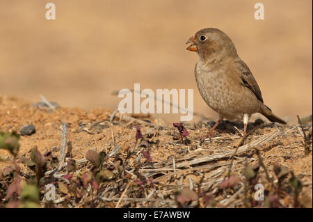 Kanarischer Trumpeter Finch (Bucanetes Githagineus Amantum), Fuerteventura Stockfoto