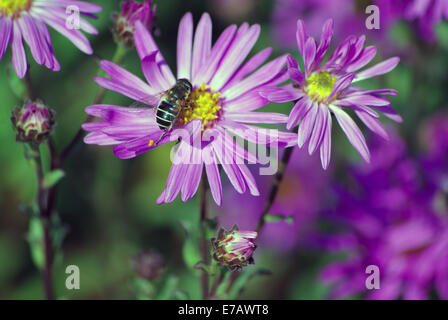 Schwebfliegen, manchmal auch als Blume fliegen oder Syrphid fliegt, machen die Insekten Familie Syrphidae auf eine Blüte lila asta Stockfoto