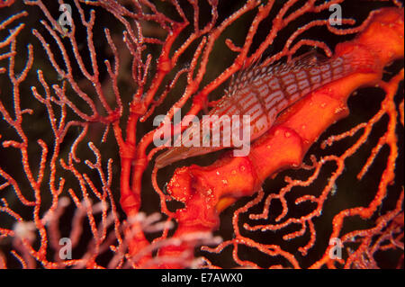 Ein Longnose Hawkfish auf Gorgonien auf den Salomonen. Stockfoto