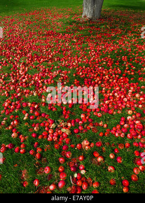 Äpfel auf dem Boden mit grünem Rasen und Apple tree Stockfoto