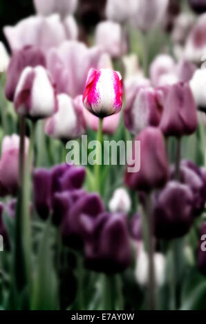 Tulpe Garten mit unterschiedlichsten frisch gewachsenen Blumen und grün Stockfoto