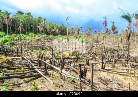 Entwaldung in Afrika, Massivholz Protokollierung in Sierra Leone Stockfoto