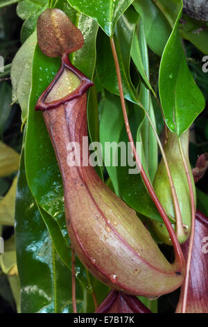 Fleischfressende Pflanzen; Nepenthes × ventrata, tropische Krug-Pflanze 'Monkey Cup', ausgestellt auf der Harrogate Annual Autumn Flower Show, Yorkshire Showground, die als eine der drei besten Gartenveranstaltungen Großbritanniens eingestuft wurde. Stockfoto