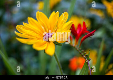 Wasser-Garten Monets in Giverny in Frankreich Stockfoto