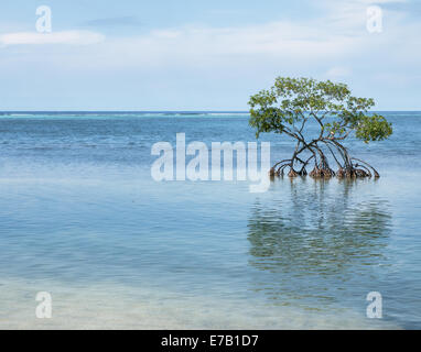 Mangroven-Baum wächst im karibischen Meer honduranischen Küste Stockfoto