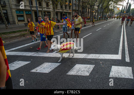 Katalanische Art und Weise die Diada oder National Day of Catalonia Dog Stockfoto