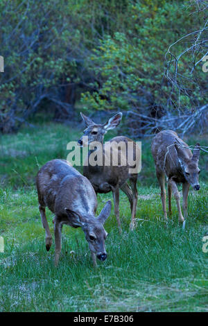 Maultierhirsch (Odocoileus Hemionus) Mirror Lake, Tenaya Canyon, Yosemite-Nationalpark, Kalifornien, USA Stockfoto