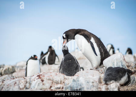 Gentoo Penguin Erwachsenen Fütterung der Küken, Antarktis Stockfoto