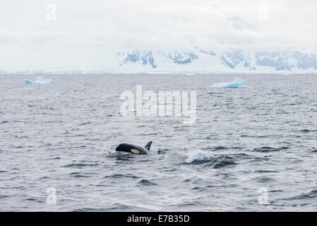 Orca in antarktischen Gewässern Stockfoto