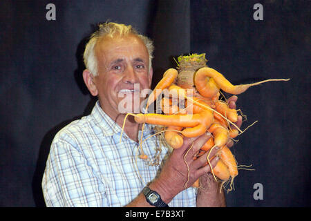 Harrogate, Yorkshire, Großbritannien. September 2014. Ian Neale mit Giant Vegetable A deformierte, verformte, verformte, verzerrte, krumme, unregelmäßige, falsch proportionierte, schlecht proportionierte, unförmige, hässliche Karotte bei der jährlichen Herbstblumen-Show. Zu den Attraktionen gehört der riesige Gemüsewettbewerb, der zu den drei größten Gartenveranstaltungen Großbritanniens zählt. Neu für 2014 ist die Inspiration Street, eine Reihe von kleinen Gärten, die vor dem Hintergrund einer traditionellen Straßenszene liegen. Die Avenue wird schöne, größere Gärten und eine neue Community Spirit Funktion mit "Essage in a Garden" Designs von com bieten Stockfoto