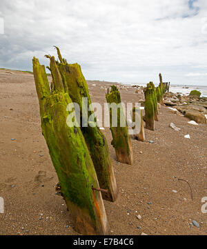 Reihe von Algen bedeckt Holzpfosten im Sand des Strandes, Reste der Infrastruktur durch Meer und wilde Stürme an der Spurn Point in England zerstört. Stockfoto