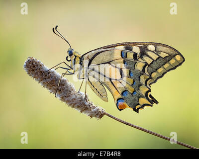 Makroaufnahme eines Schmetterlings Papilio Machaon Stockfoto