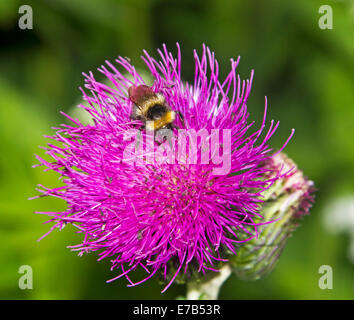 Biene, mit langen Probosis deutlich sichtbar unter Blütenblätter, sammeln von Nektar aus lila Distel Blume vor grünem Hintergrund Stockfoto