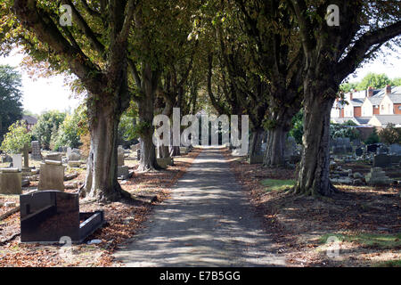 Eine Allee von Bäumen Rosskastanie, Yardley Friedhof, Birmingham, West Midlands, England, UK Stockfoto