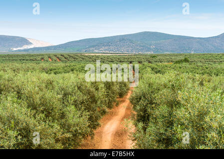 Panorama-Blick auf Olivenbäume und Früchte in Reihen gepflanzt. Spanien. Stockfoto