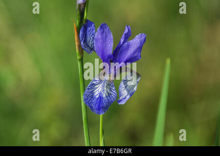 Sibirische Iris (Iris Sibirica) Nahaufnahme Stockfoto