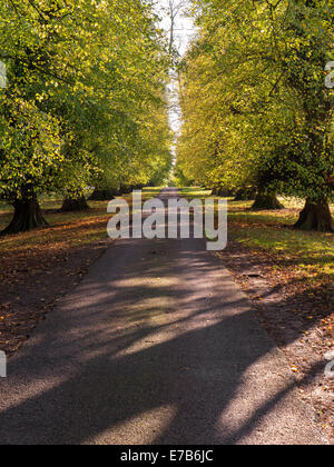 Lang, gerade, sonnendurchfluteten Lindenbaum gesäumten Allee im Herbst, Ticknall, Derbyshire, England, UK Stockfoto