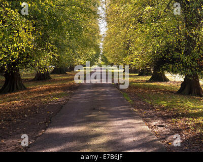 Lang, gerade, sonnendurchfluteten Lindenbaum gesäumten Allee im Herbst, Ticknall, Derbyshire, England, UK Stockfoto