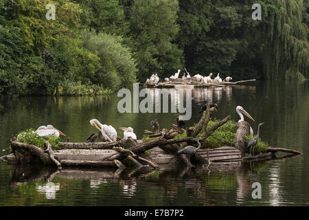 Große Gruppe von Wasservögel auf dem See. Rosapelikan (Pelecanus Onocrotalus), Kormorane und Graureiher (Ardea Cinerea). Stockfoto