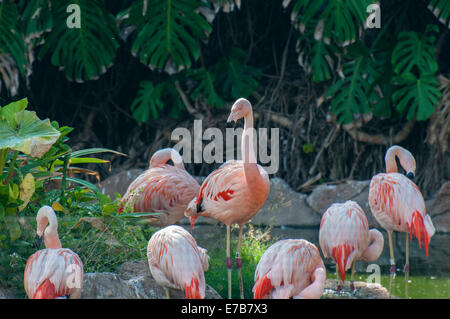 Flamingos auf der Suche nach Essen am See Stockfoto