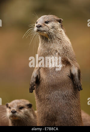 Ein paar Oriental Short-Clawed Otter Stockfoto