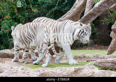 weißer Tiger, Wandern durch den Dschungel Stockfoto