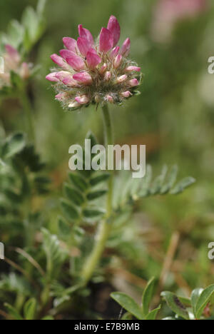 Berg Niere Wicke, Anthyllis montana Stockfoto