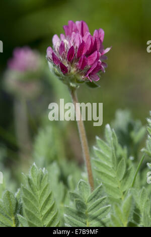 Berg Niere Wicke, Anthyllis montana Stockfoto