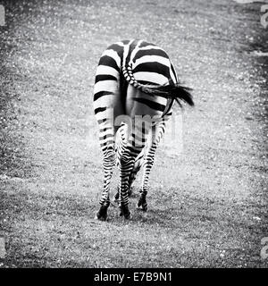 Zebras sind mehrere Arten von afrikanischen Equids (Pferd Familie) vereint durch ihre markanten schwarzen und weißen Streifen. Natürlichen Thema. Stockfoto