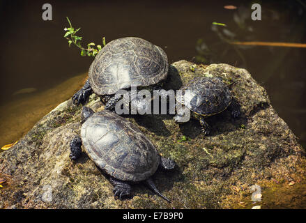 Die Europäische Sumpfschildkröte (Emys Orbicularis), auch genannt die Europäische Sumpfschildkröte ist eine langlebige Süßwasserarten von turt Stockfoto