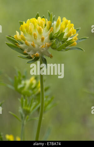 Niere Futterwicke, Anthyllis Vulneraria SSP. polyphylla Stockfoto