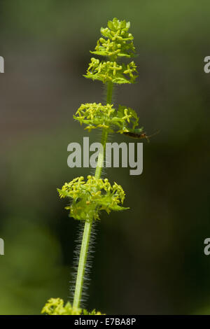 Crosswort, Cruciata laevipes Stockfoto