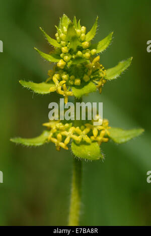 Crosswort, Cruciata laevipes Stockfoto