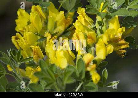 behaarte Ginster (Cytisus Hirsutus oder Chamaecytisus Hirsutus) Stockfoto