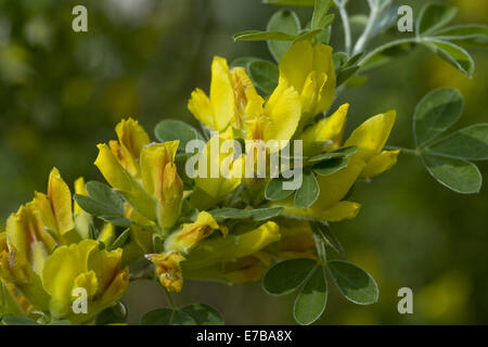 behaarte Ginster (Cytisus Hirsutus oder Chamaecytisus Hirsutus) Stockfoto