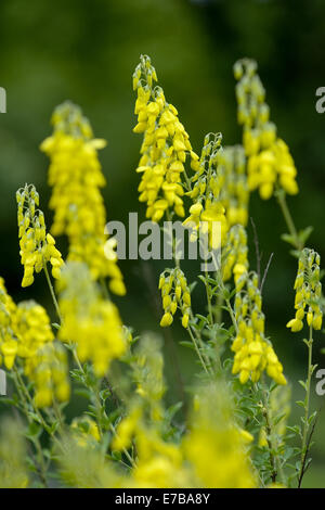 schwarzer Ginster Cytisus nigricans Stockfoto