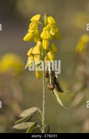 schwarzer Ginster Cytisus nigricans Stockfoto