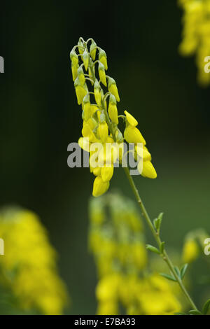 schwarzer Ginster Cytisus nigricans Stockfoto