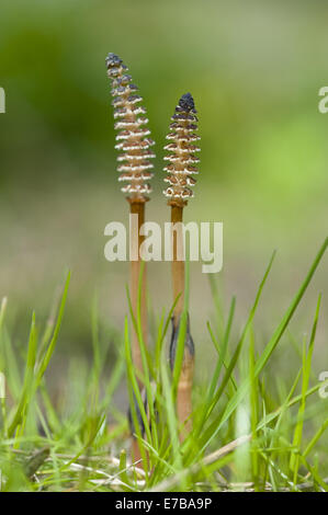 Feld Schachtelhalm, Equisetum arvense Stockfoto