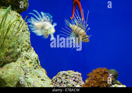 tropische Fische schwimmen auf dem Meeresgrund Stockfoto